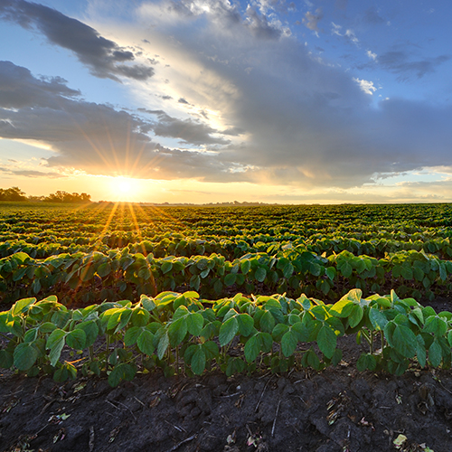 Sun setting over a crop farm